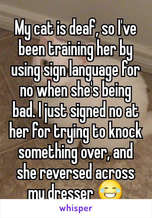 My cat is deaf, so I've been training her by using sign language for no when she's being bad. I just signed no at her for trying to knock something over, and she reversed across my dresser 😂