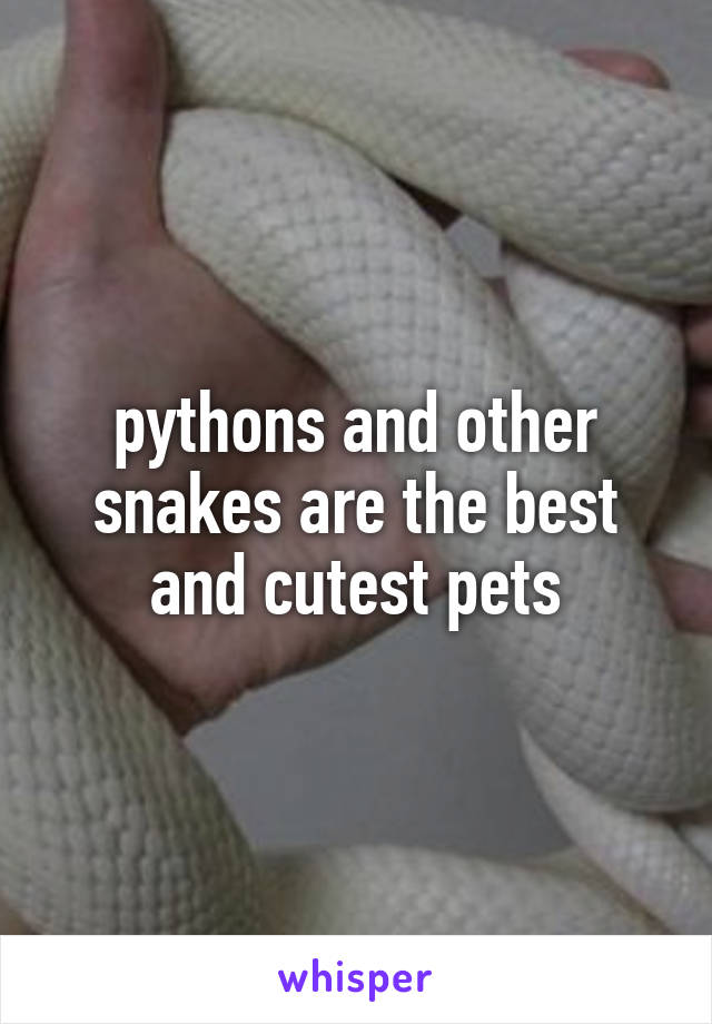 pythons and other snakes are the best and cutest pets