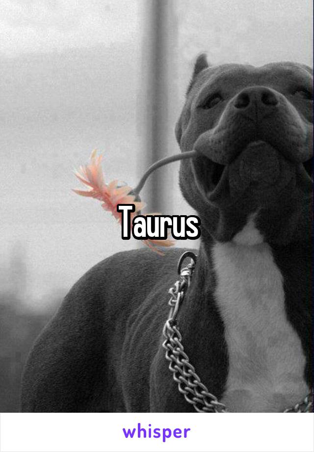 Taurus