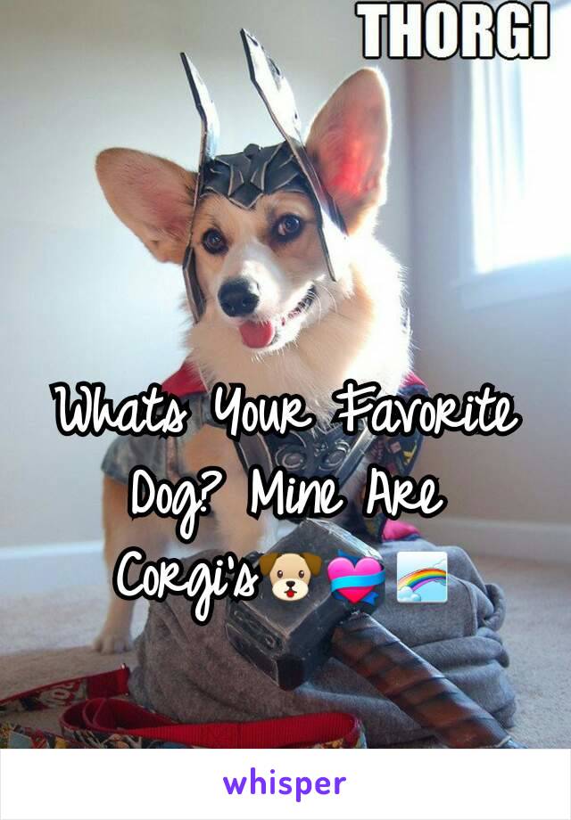 Whats Your Favorite Dog? Mine Are Corgi's🐶💝🌈