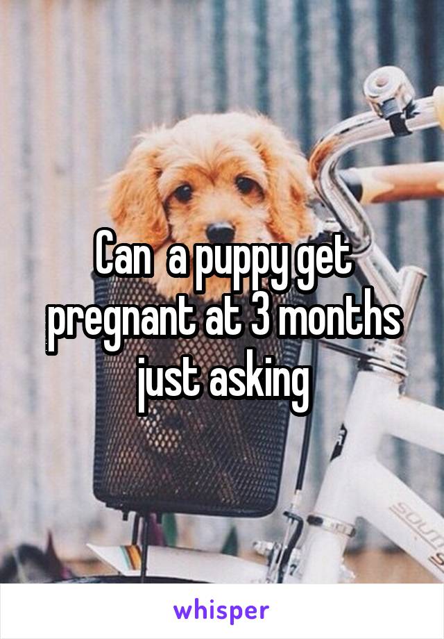 Can  a puppy get pregnant at 3 months just asking