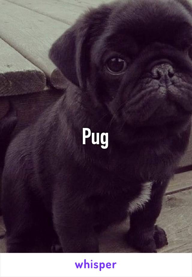 Pug