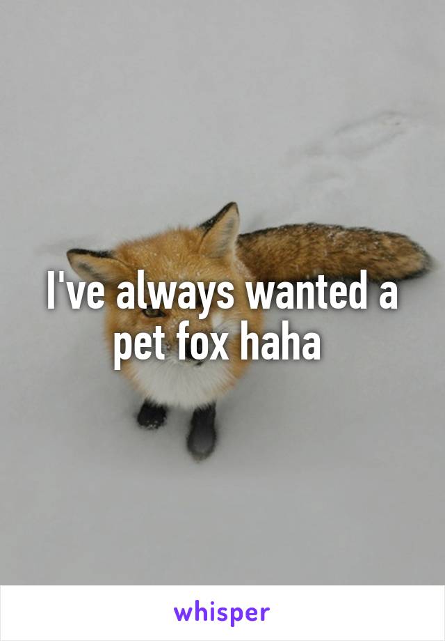 I've always wanted a pet fox haha 