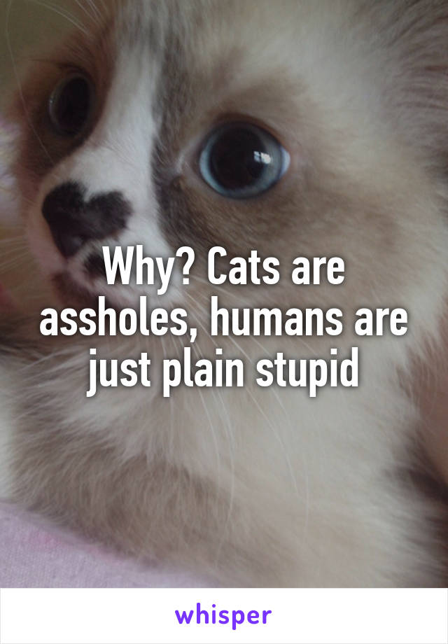 Why? Cats are assholes, humans are just plain stupid