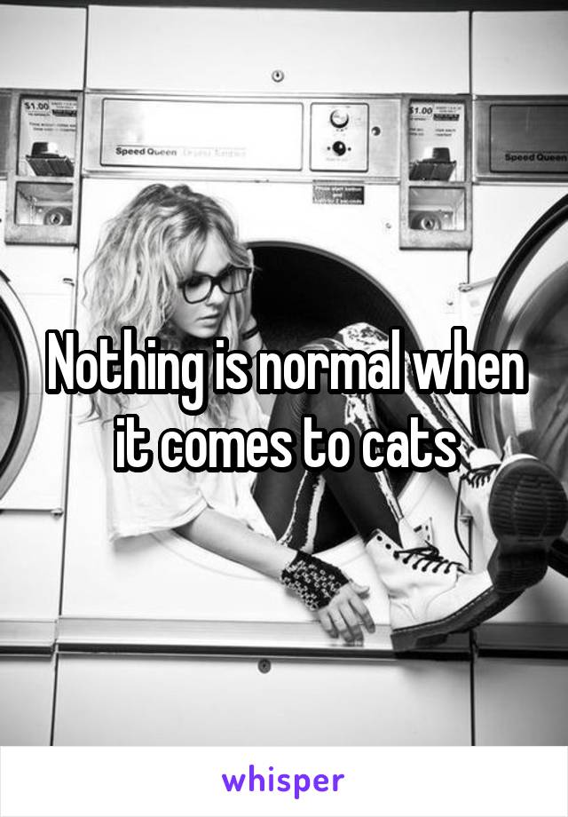 Nothing is normal when it comes to cats