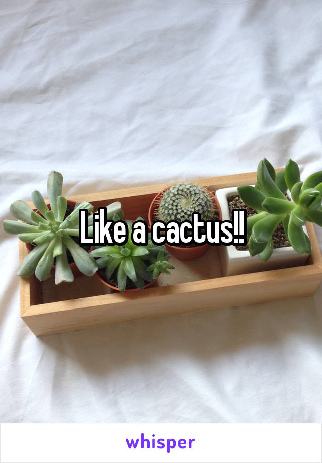 Like a cactus!!