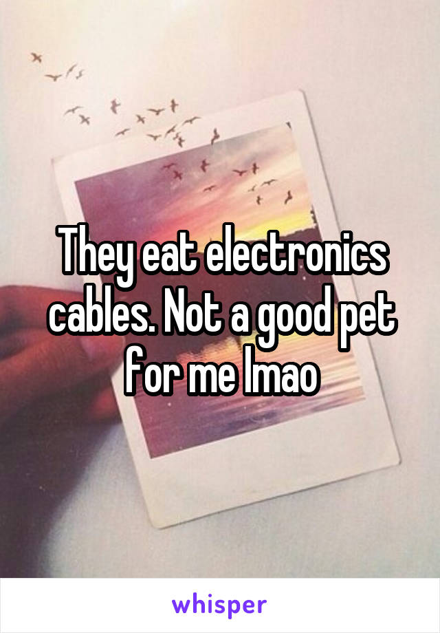 They eat electronics cables. Not a good pet for me lmao