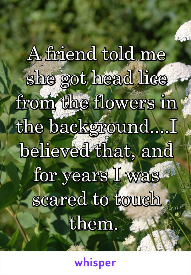 A friend told me she got head lice from the flowers in the background....I believed that, and for years I was scared to touch them. 