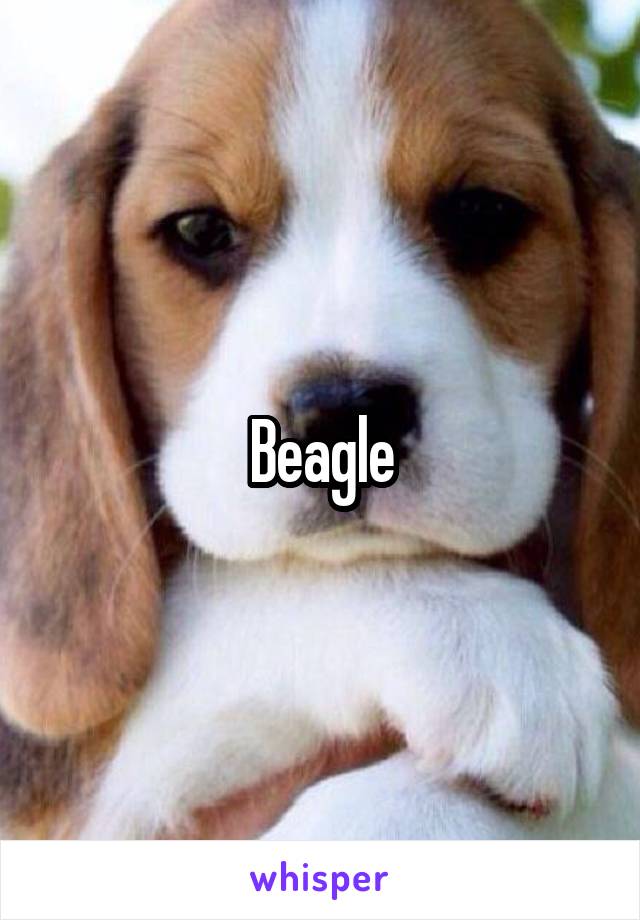 Beagle