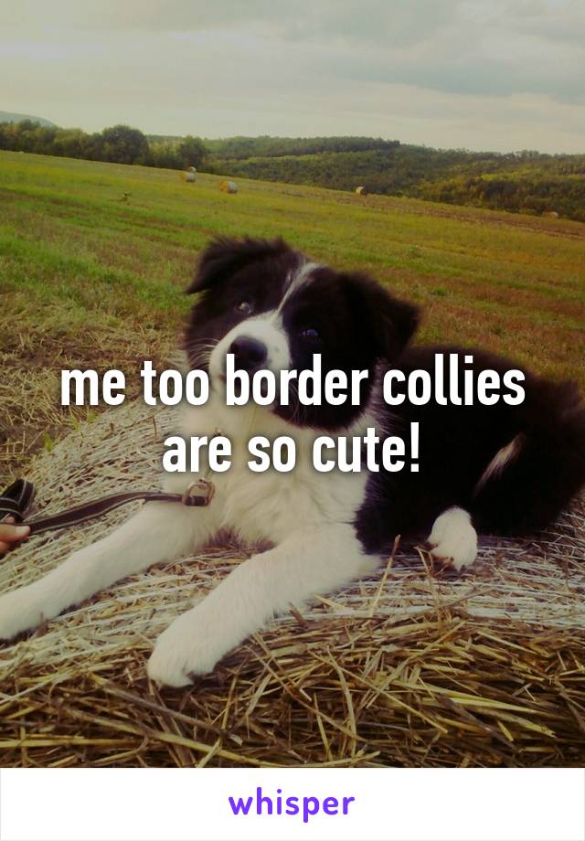 me too border collies are so cute!
