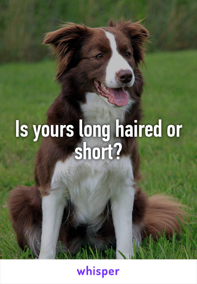 Is yours long haired or short?