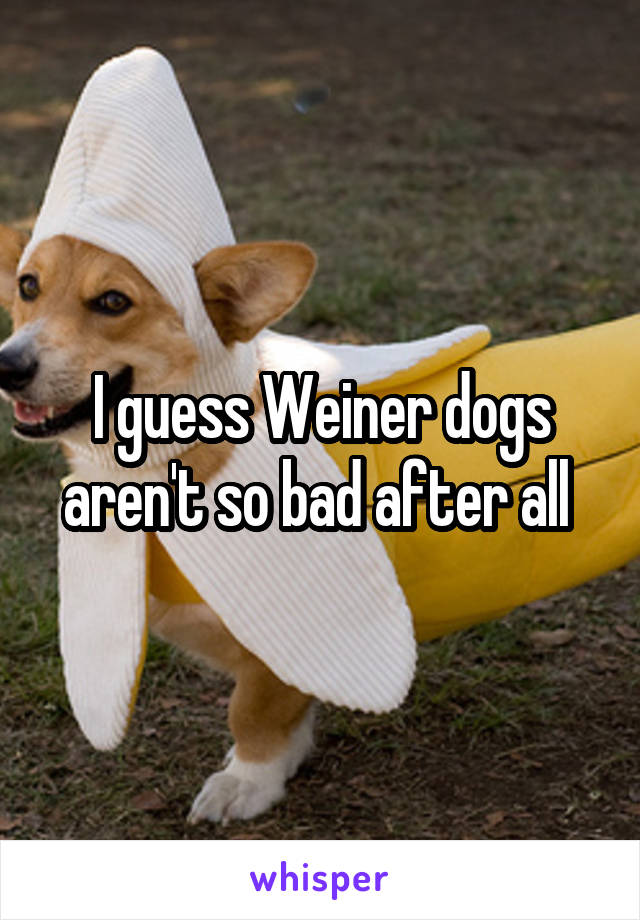 I guess Weiner dogs aren't so bad after all 