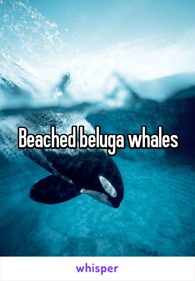 Beached beluga whales