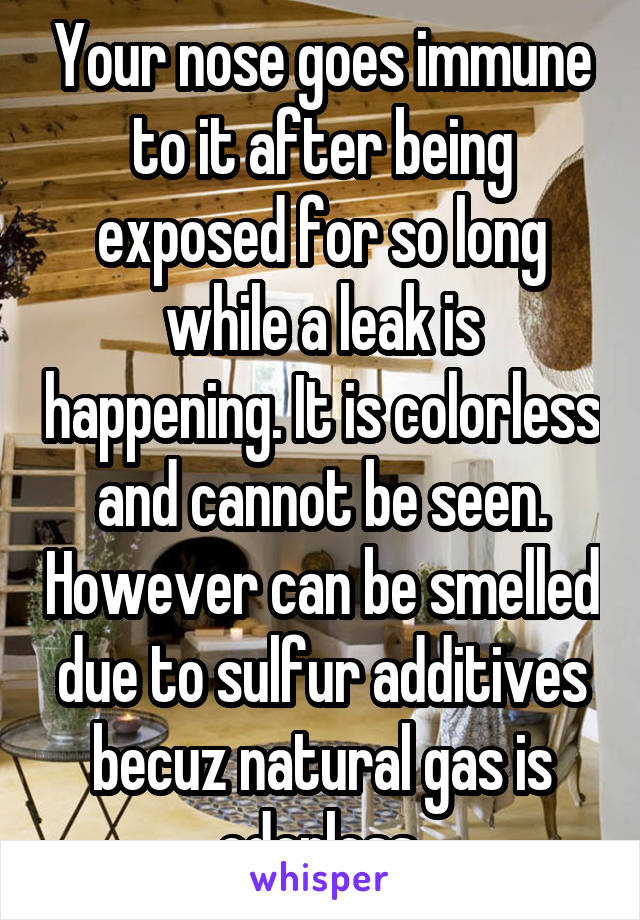 Your nose goes immune to it after being exposed for so long while a leak is happening. It is colorless and cannot be seen. However can be smelled due to sulfur additives becuz natural gas is odorless.