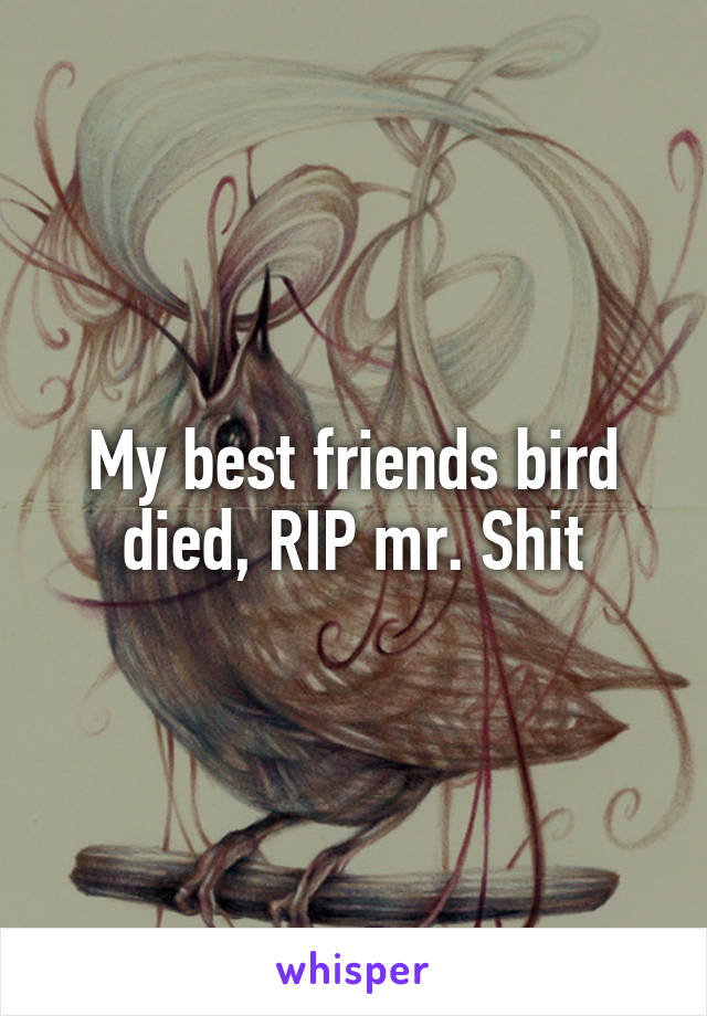 My best friends bird died, RIP mr. Shit