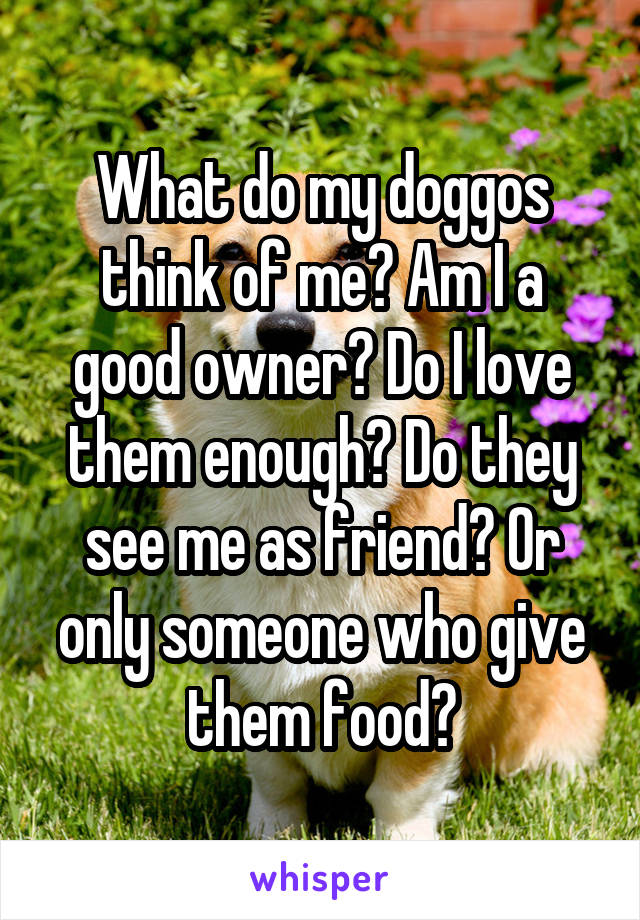 What do my doggos think of me? Am I a good owner? Do I love them enough? Do they see me as friend? Or only someone who give them food?