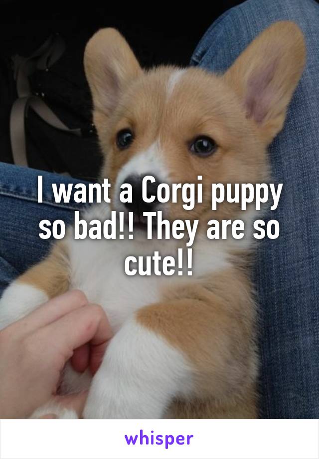 I want a Corgi puppy so bad!! They are so cute!!