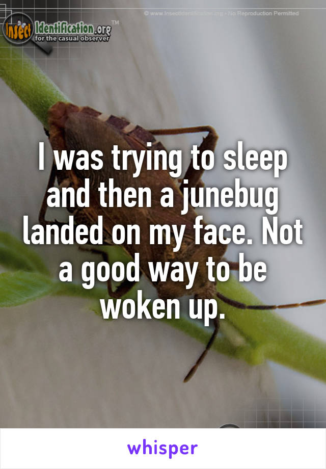 I was trying to sleep and then a junebug landed on my face. Not a good way to be woken up.