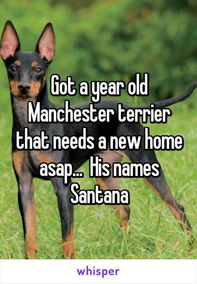 Got a year old Manchester terrier that needs a new home asap...  His names Santana