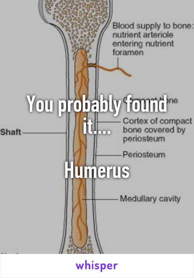 You probably found it....

Humerus