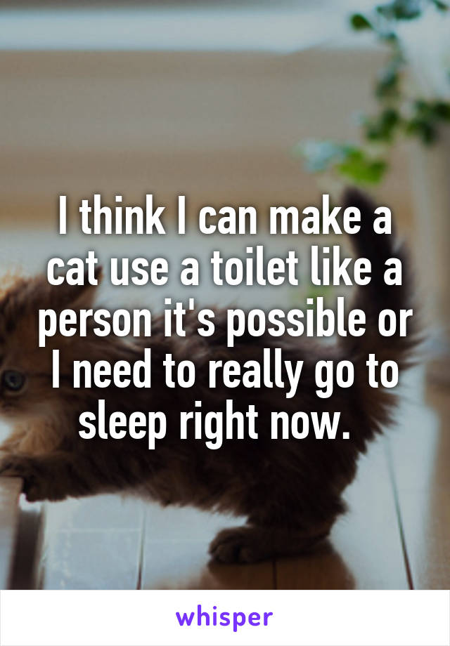 I think I can make a cat use a toilet like a person it's possible or I need to really go to sleep right now.  