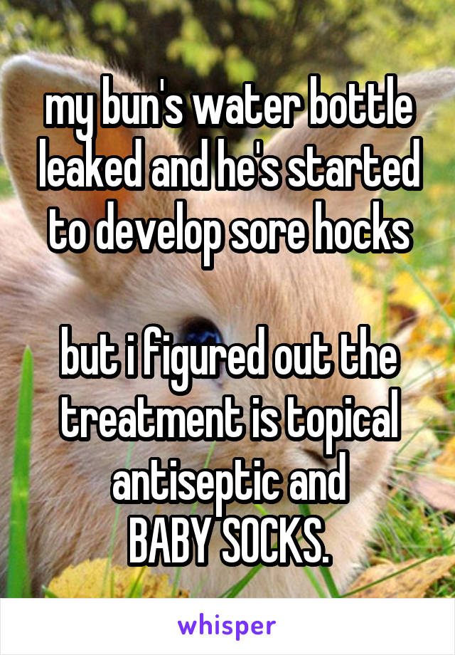 my bun's water bottle leaked and he's started to develop sore hocks

but i figured out the treatment is topical antiseptic and
BABY SOCKS.