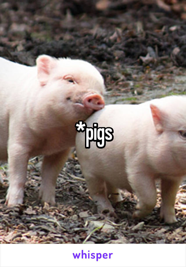 *pigs