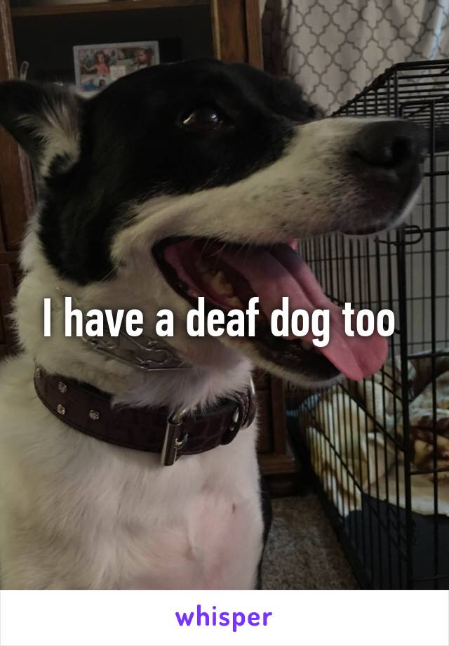 I have a deaf dog too 