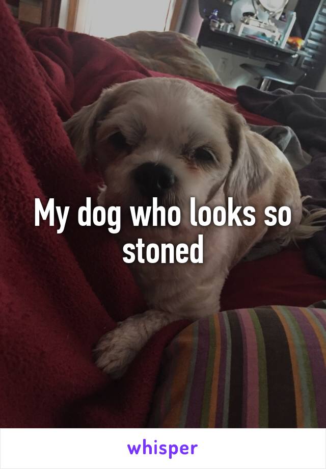 My dog who looks so stoned