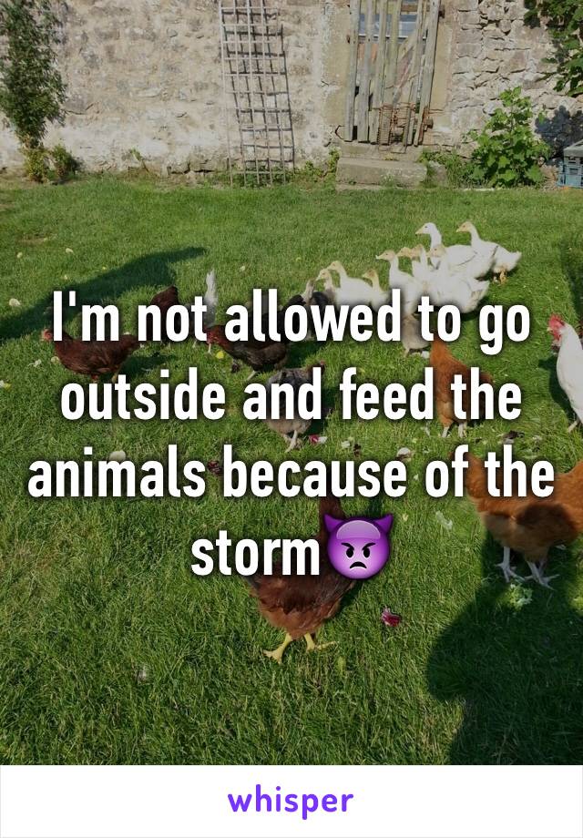 I'm not allowed to go outside and feed the animals because of the storm👿