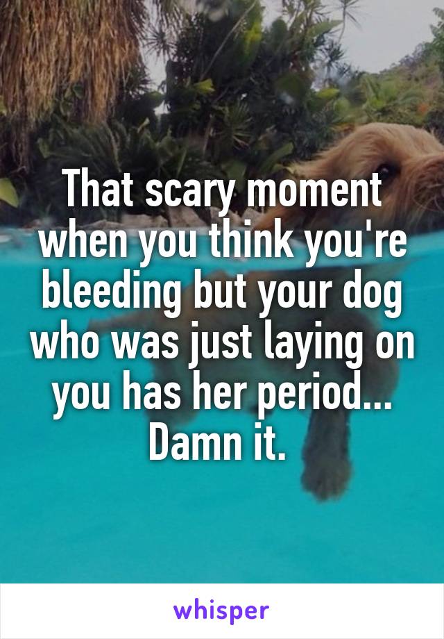 That scary moment when you think you're bleeding but your dog who was just laying on you has her period... Damn it. 