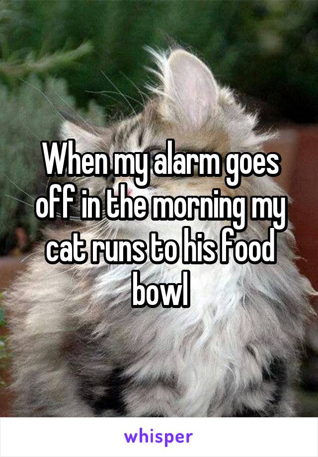 When my alarm goes off in the morning my cat runs to his food bowl