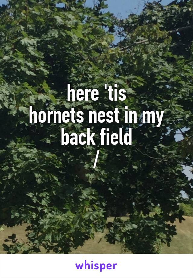 here 'tis
hornets nest in my back field
/
