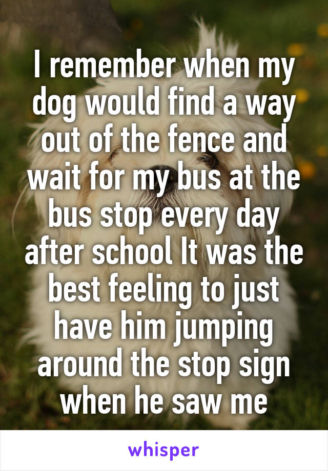 I remember when my dog would find a way out of the fence and wait for my bus at the bus stop every day after school It was the best feeling to just have him jumping around the stop sign when he saw me