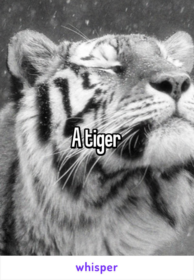 A tiger 