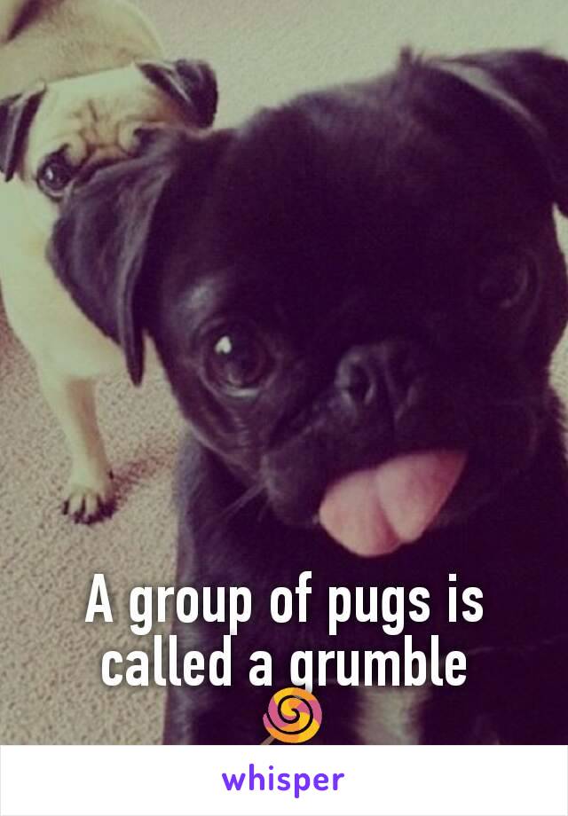 A group of pugs is called a grumble
🍭