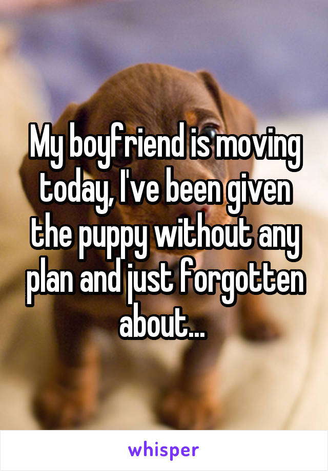 My boyfriend is moving today, I've been given the puppy without any plan and just forgotten about... 