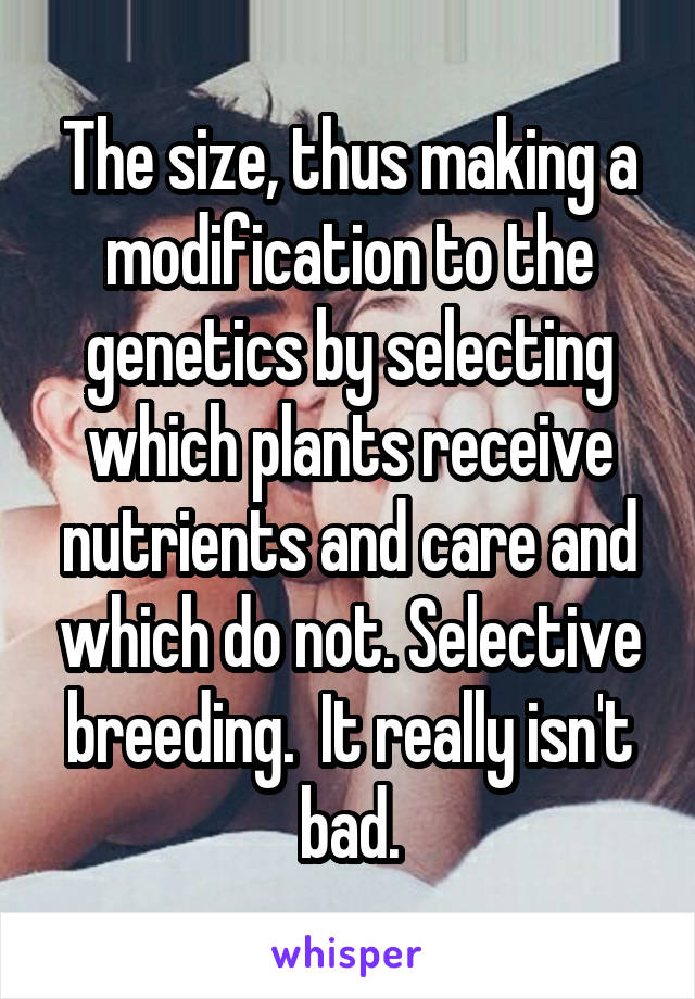 The size, thus making a modification to the genetics by selecting which plants receive nutrients and care and which do not. Selective breeding.  It really isn't bad.