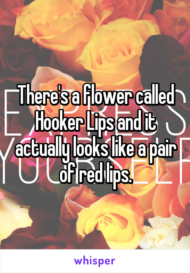 There's a flower called Hooker Lips and it actually looks like a pair of red lips.