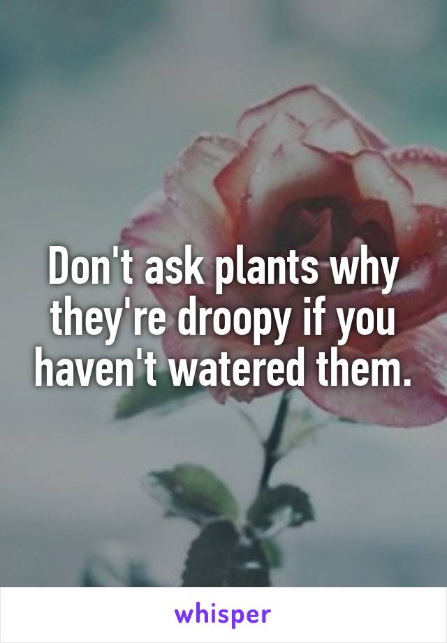 Don't ask plants why they're droopy if you haven't watered them.