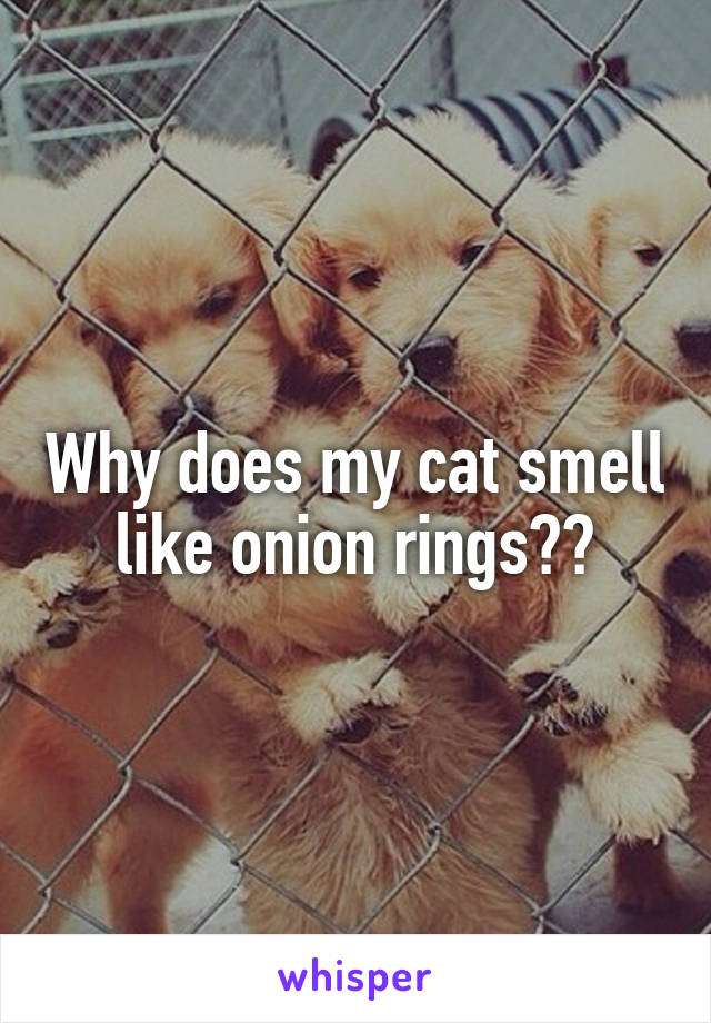 Why does my cat smell like onion rings??