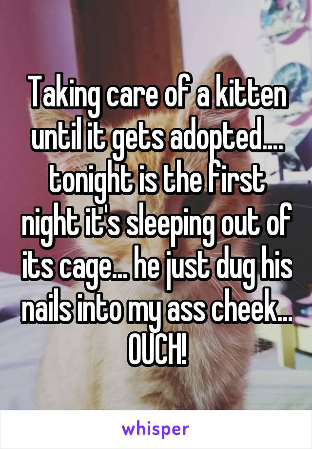 Taking care of a kitten until it gets adopted.... tonight is the first night it's sleeping out of its cage... he just dug his nails into my ass cheek... OUCH!