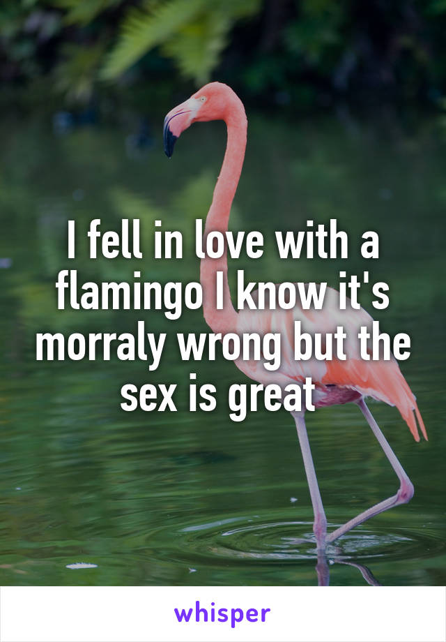 I fell in love with a flamingo I know it's morraly wrong but the sex is great 