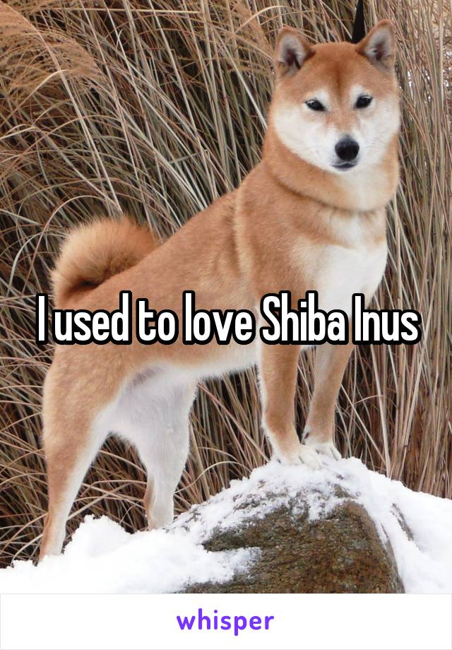 I used to love Shiba Inus