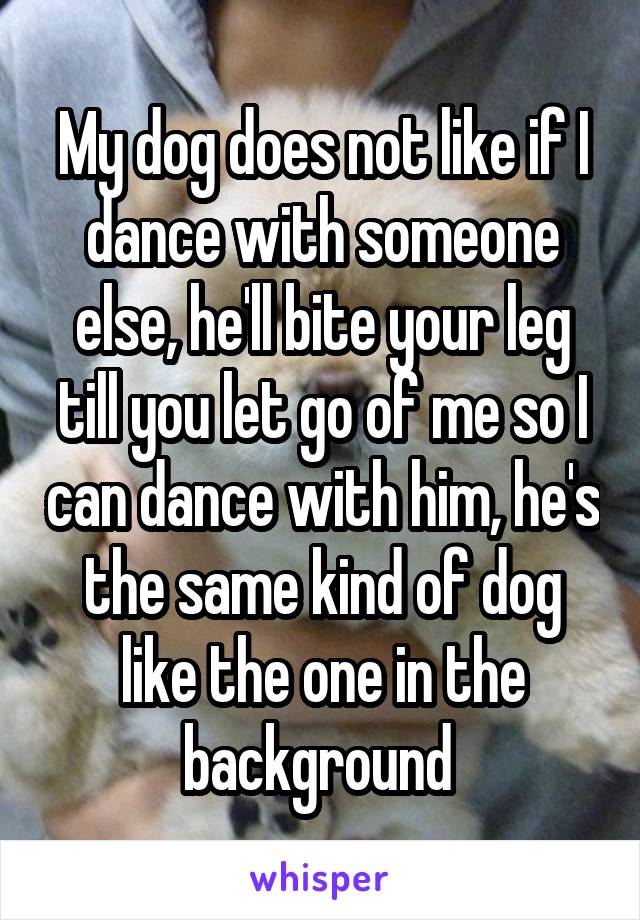 My dog does not like if I dance with someone else, he'll bite your leg till you let go of me so I can dance with him, he's the same kind of dog like the one in the background 