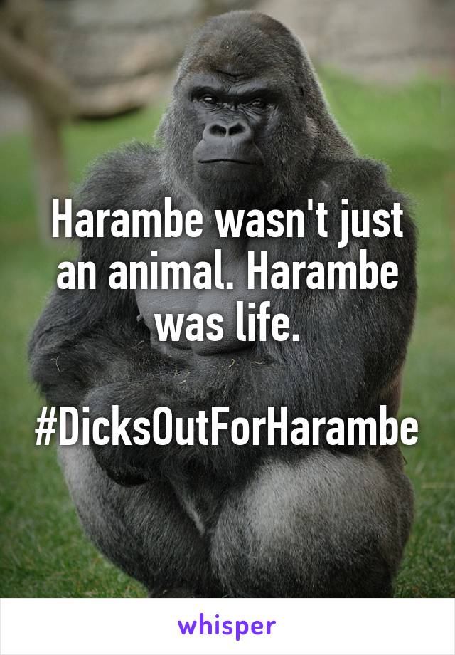 Harambe wasn't just an animal. Harambe was life.

#DicksOutForHarambe