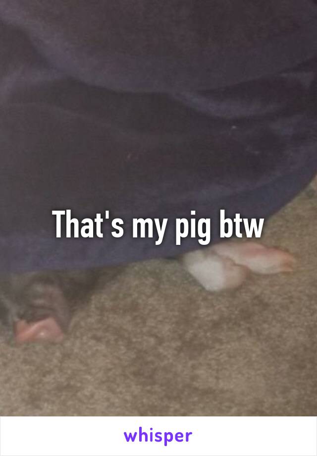 That's my pig btw