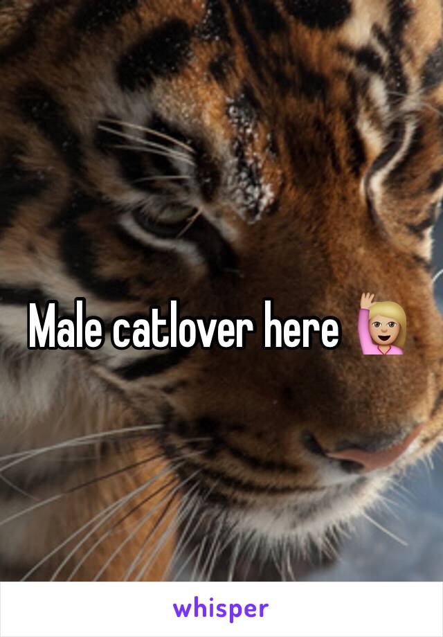 Male catlover here 🙋🏼