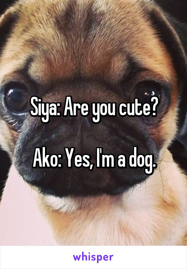 Siya: Are you cute?

Ako: Yes, I'm a dog.