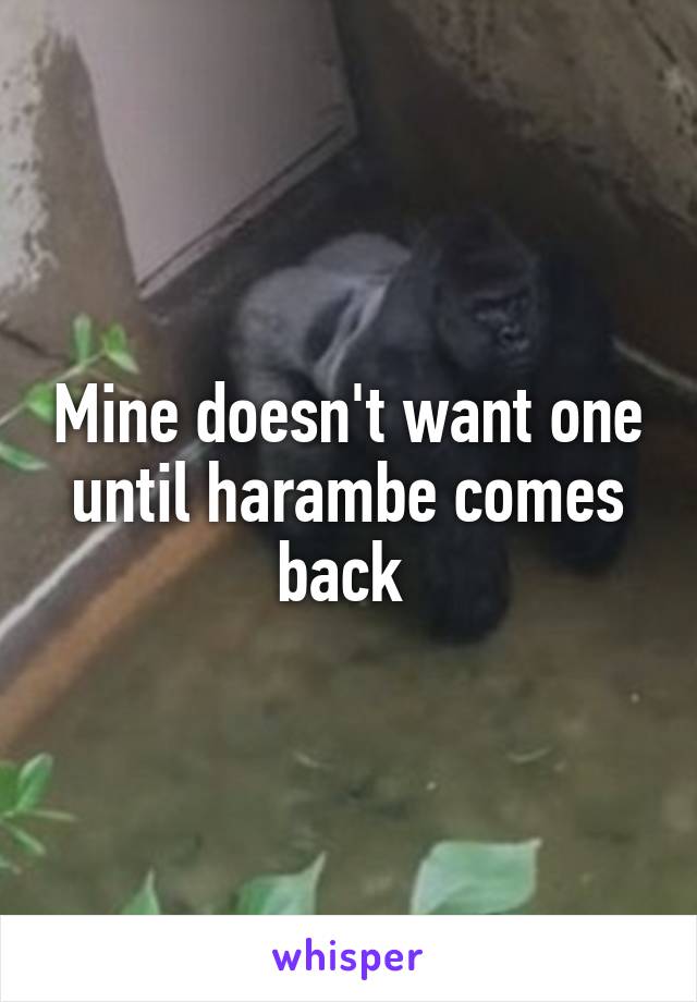 Mine doesn't want one until harambe comes back 